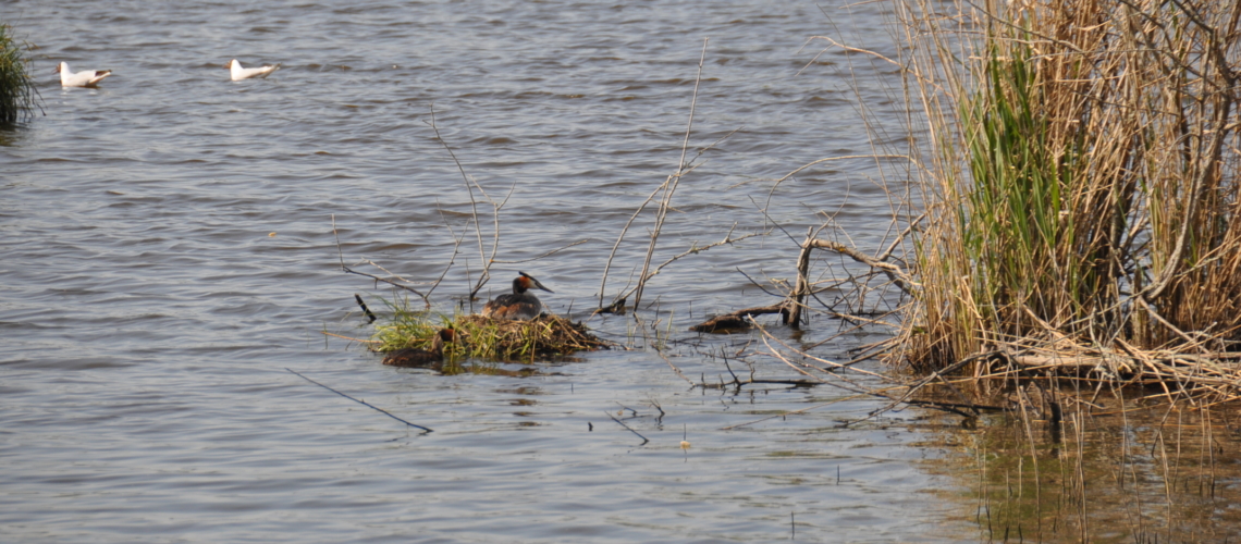 gite piscine beauval loches grebe huppe brenne