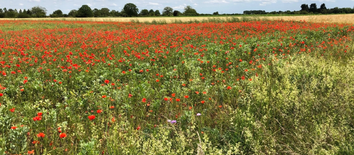 nature randonnee loches brenne coquelicots ble ete