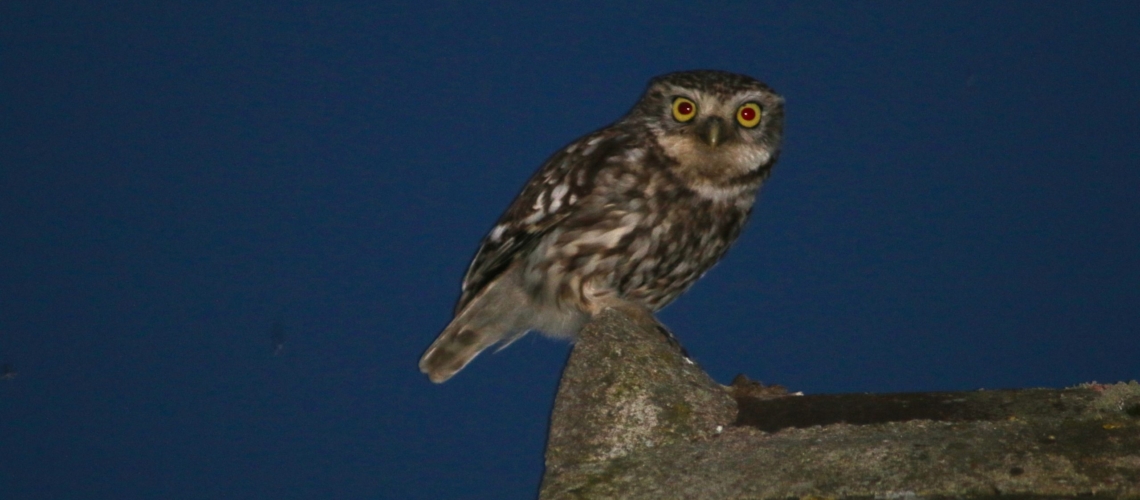nature randonnee loches brenne chouette jardin