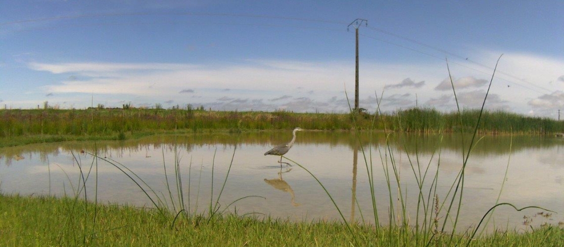 nature randonnee loches brenne heron sur etang