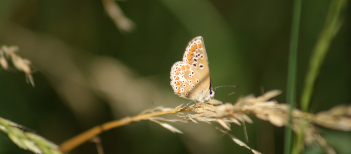 nature randonnee loches brenne papillon campagne