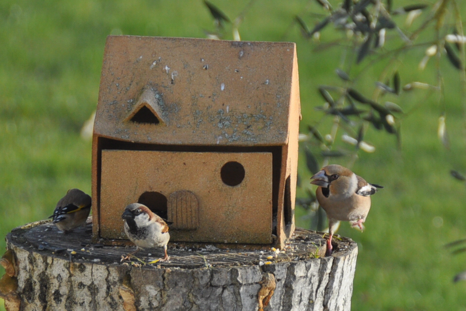 nature randonnee loches brenne gros bec jardin