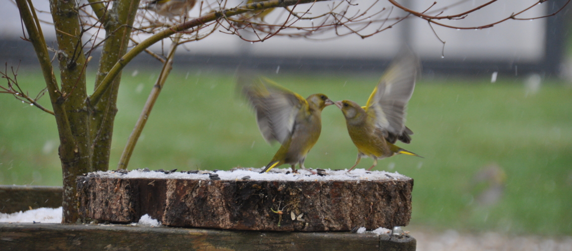 nature randonnee loches brenne oiseaux verdiers