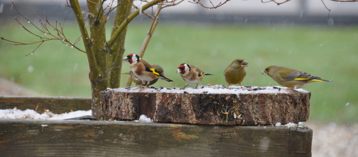 nature randonnee loches brenne chardonnerets oiseaux
