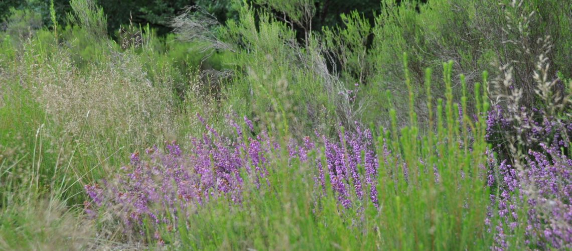 gite piscine beauval loches brenne bruyere fleurs