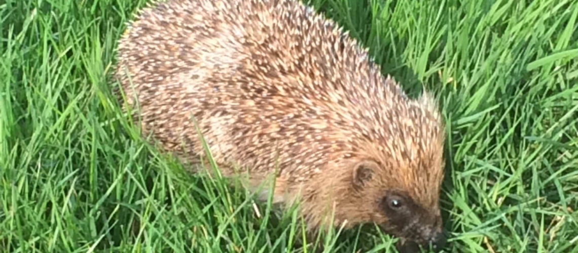 nature randonnee loches brenne herisson jardin