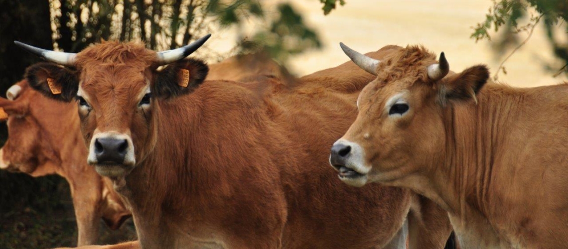 nature randonnee loches brenne vaches campagne